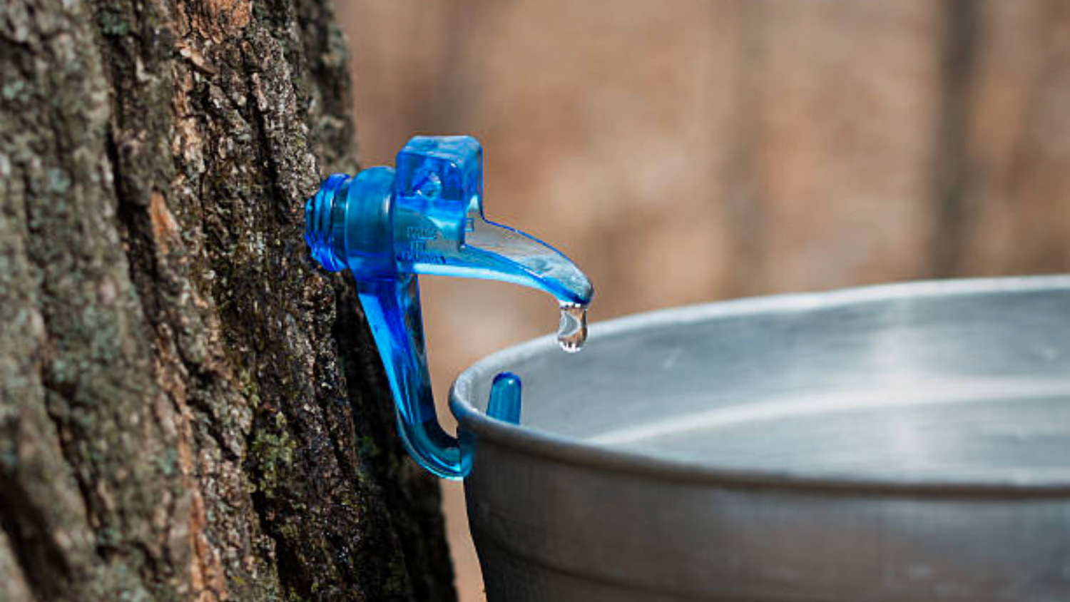 What is Maple Sap Water?