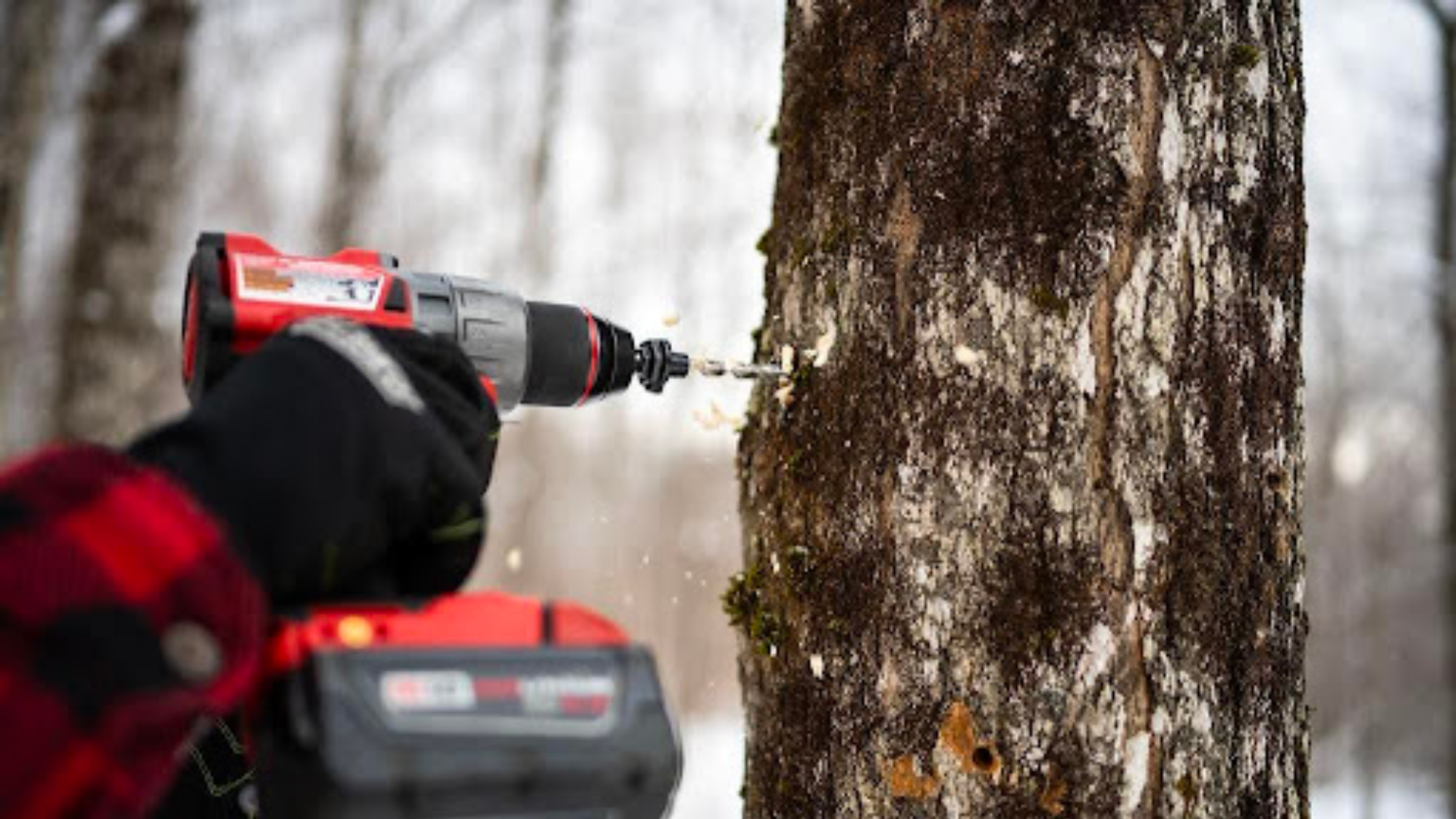 How is Maple Sap Water is Sustainably Harvested