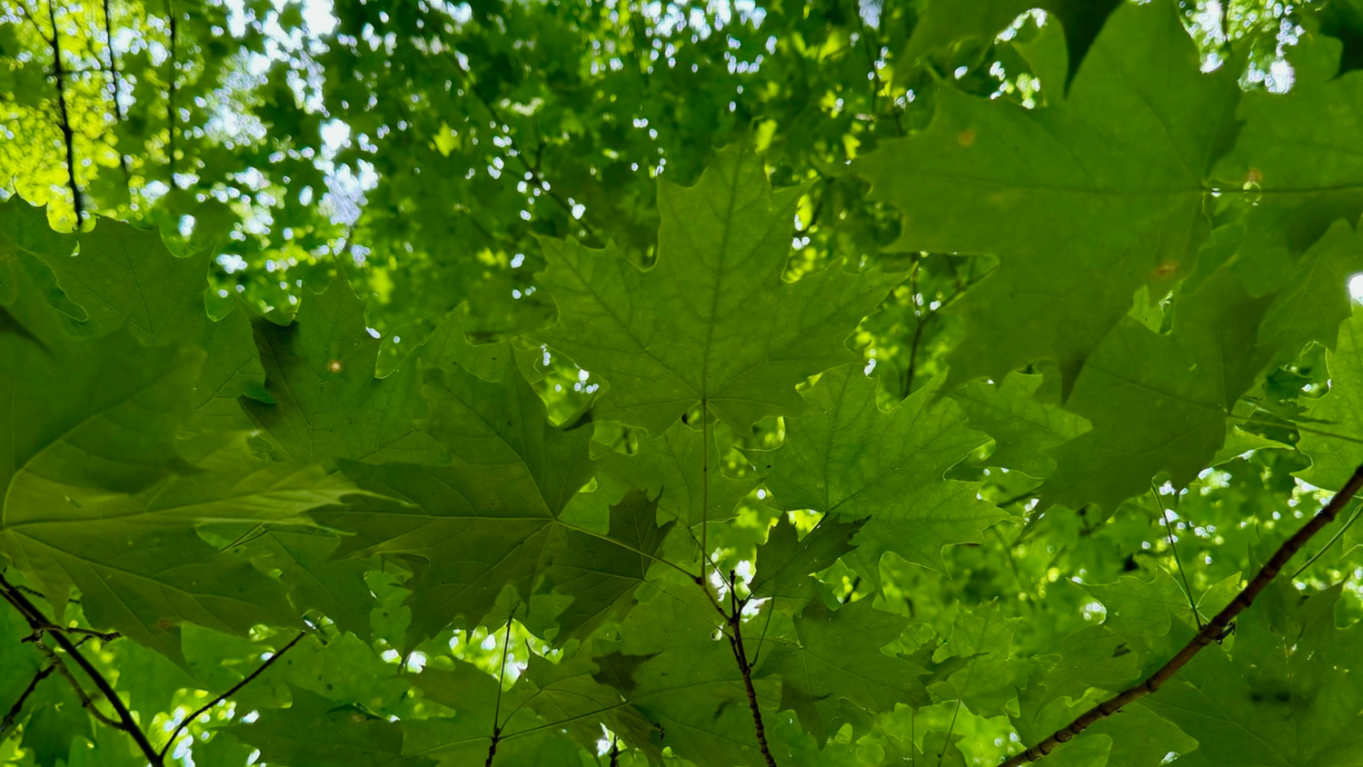 Maple Around the World: Global Influences on Clean Maple's Product Development