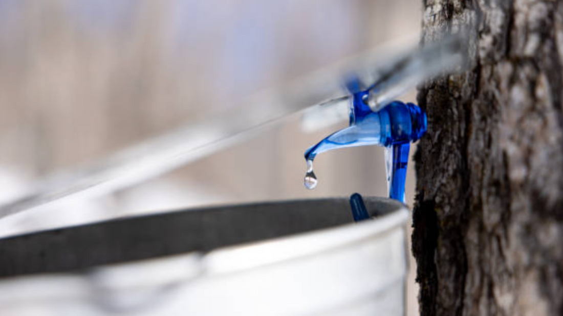 Maple Sap Water: The Unsung Hero in Your Skincare Routine
