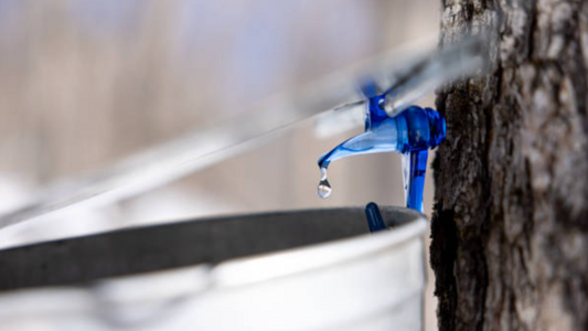 Maple Sap Water: The Unsung Hero in Your Skincare Routine
