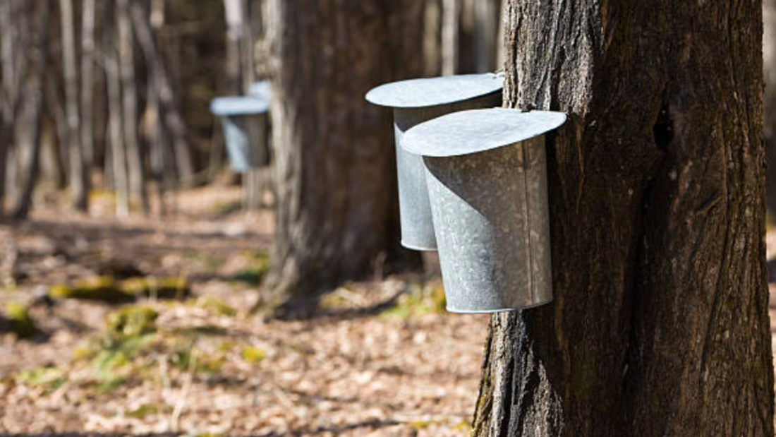 The Story Behind Clean Maple: From Tree to Skin
