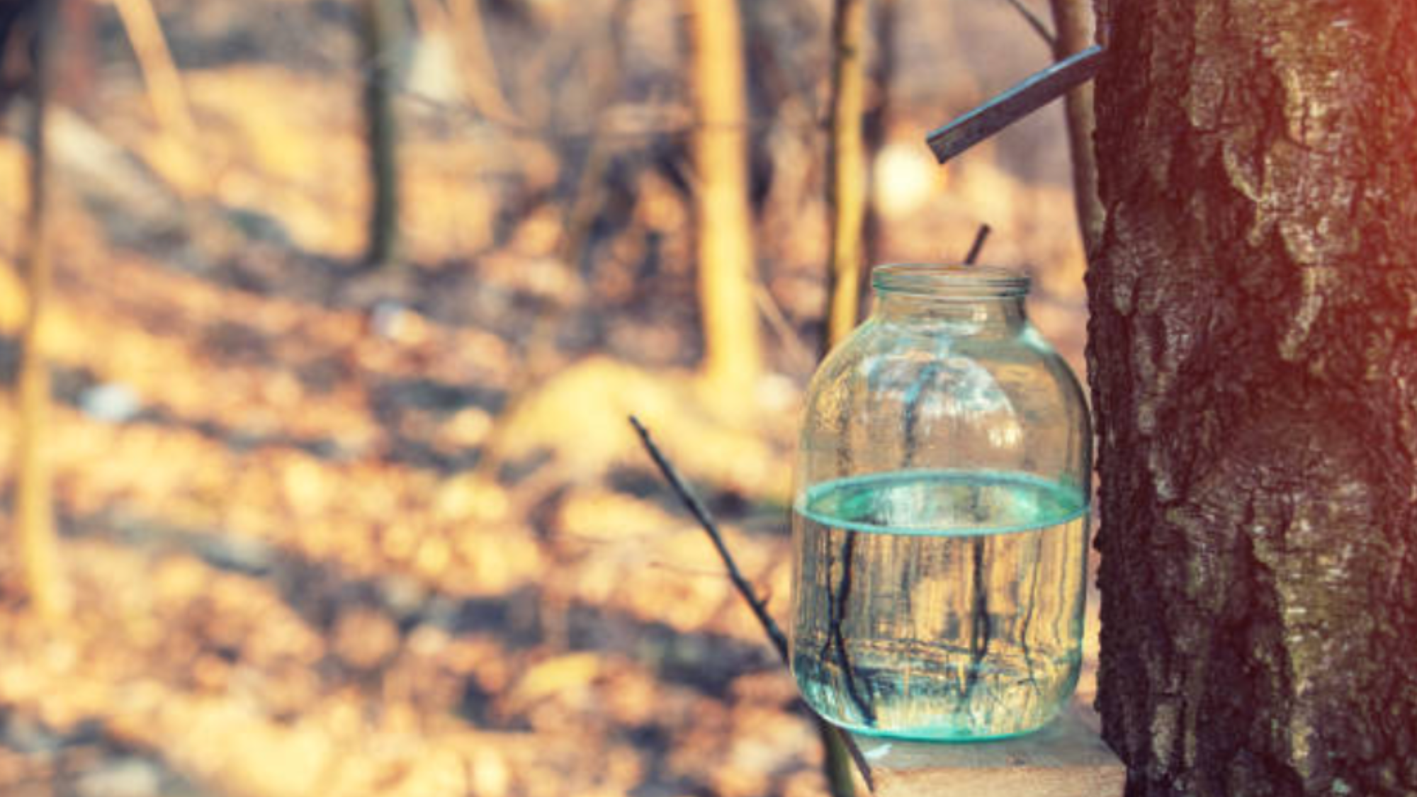 Why Maple Sap is Spring’s Most Underrated Skincare Ingredient – Clean Maple