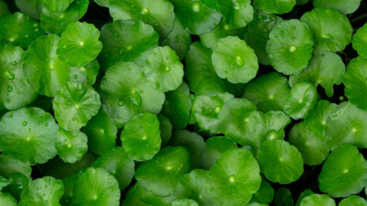 Gotu Kola: The Skin-Loving Super Herb You’ll Want in Your Body Lotion