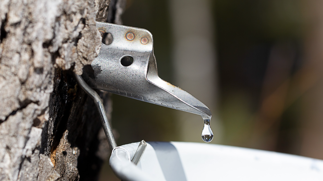 Why Maple Sap Water Is a Game-Changer in Skincare