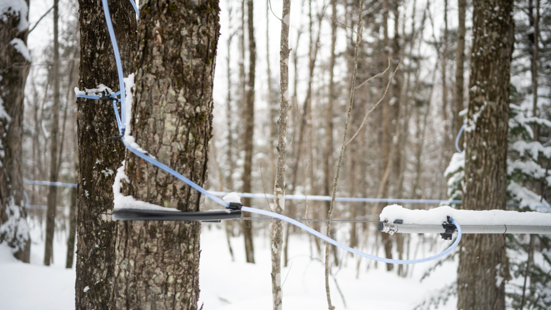 How We Gather Our Maple Sap Water Each Year