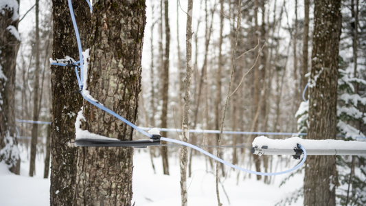 How We Gather Our Maple Sap Water Each Year