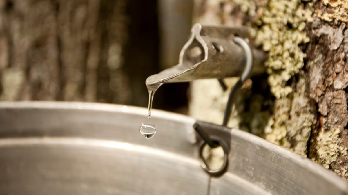 Benefits of Maple Sap Water For Your Skin